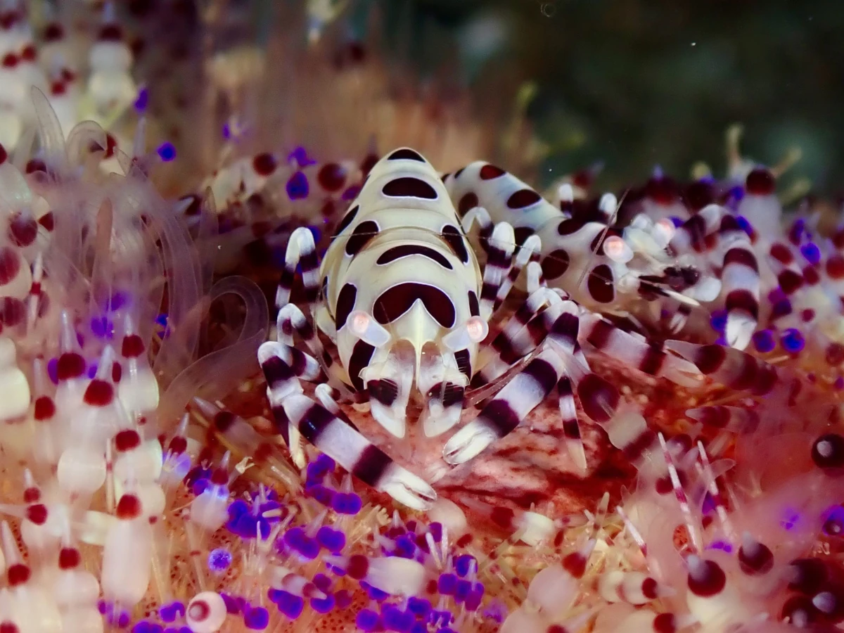 crevette-harlequin