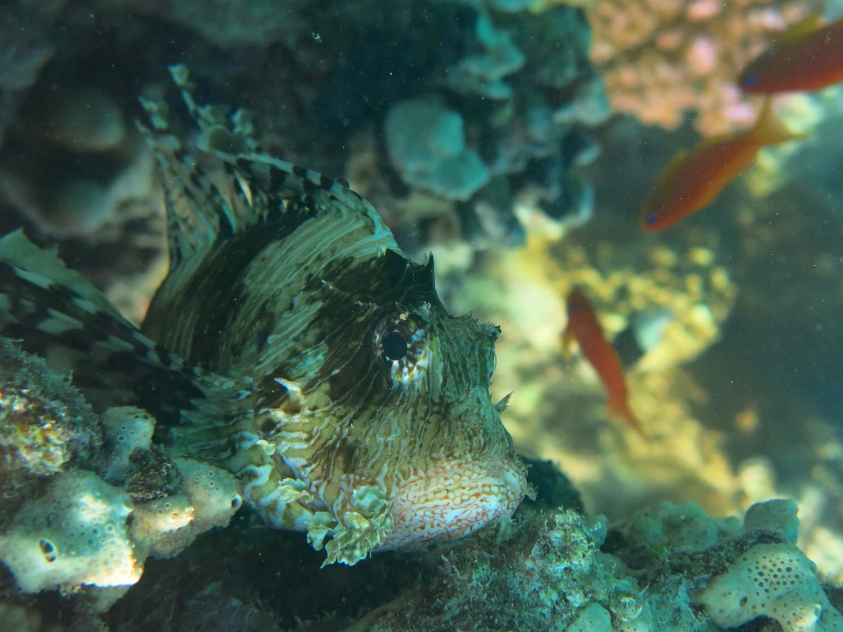 devil-scorpion-fish