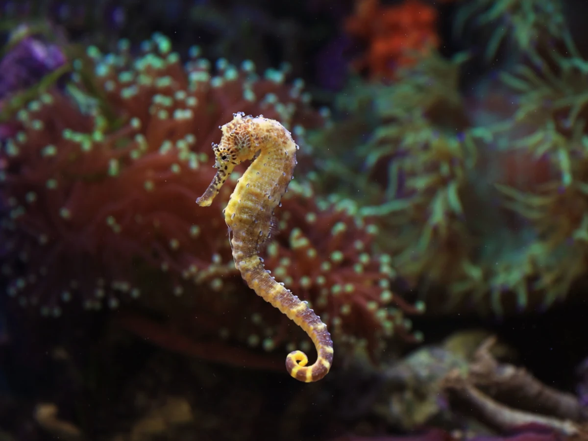 hippocampe
