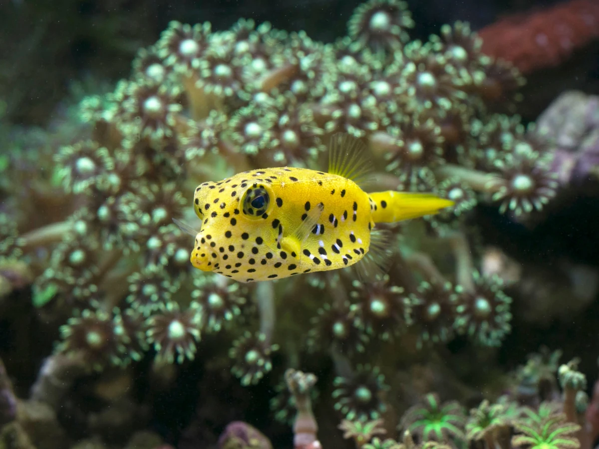yello-box-fish