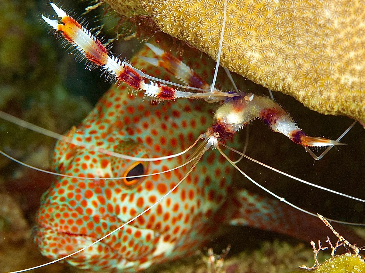 banded-coral-shrimp