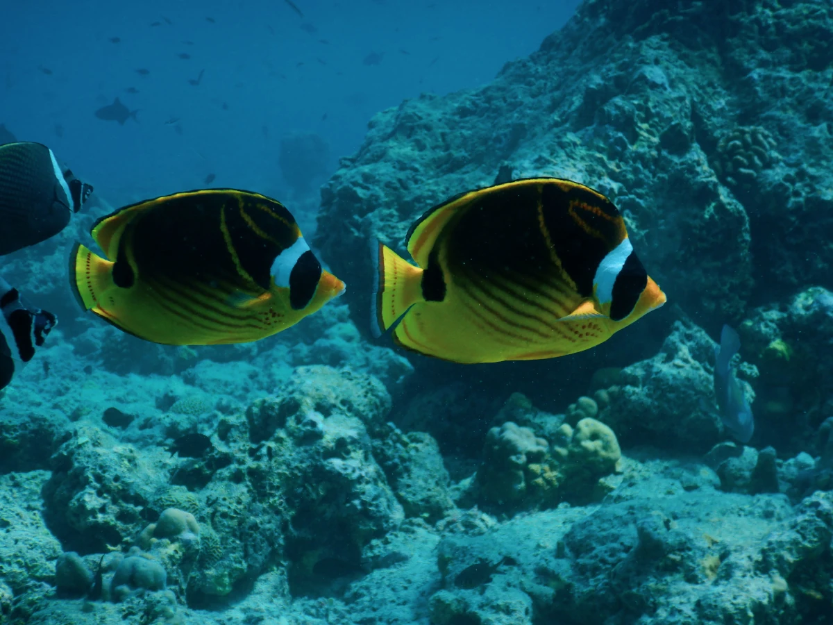 butterflyfish