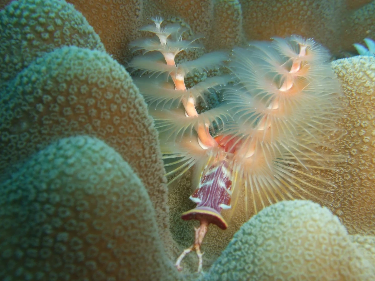 feather-duster-worm