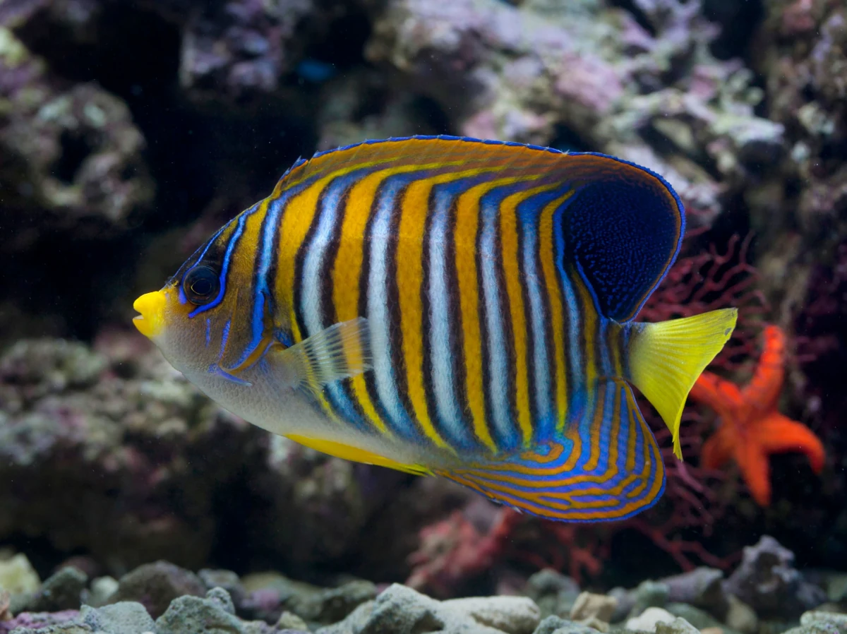 poisson-ange