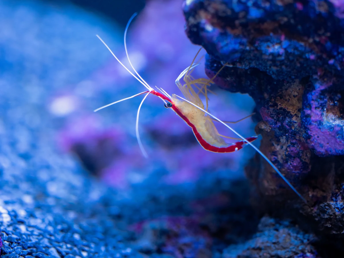 shrimp